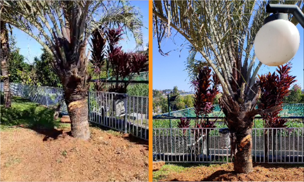 Jardinagem e implantação de palmeiras